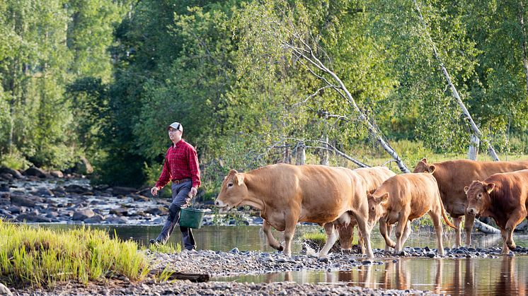 Projekten kan handla om att utveckla bättre beredskap för ändrade nederbörds- och temperaturförhållanden. Det kan också handla om lösningar som säkerställer en robust vattenförsörjning till djur. Foto: Calle Bredberg.