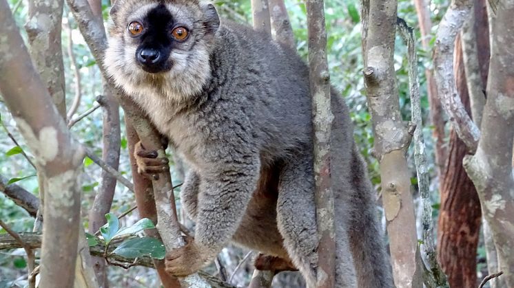 Selvmedicinering er kendt fra andre dyr, men dette er første gang, at fænomenet ses hos lemurer.