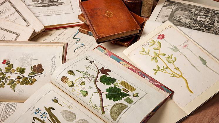 Details – Olle Wallin's Botanical Library