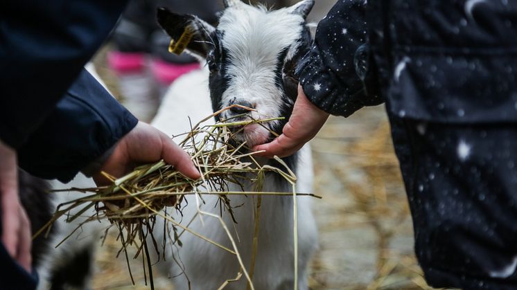 Der Mini-Streichelzoo des Tierpark Gettorf auf dem Asmus-Bremer-Platz erfreut besonders die Kleinen.