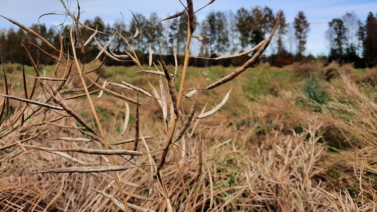 Vårrybs är oljeväxten som pressas för att kunna producera biodieseln rapsmetylester. Den ingår i EU-projektet MarginUp! som utvecklar biobaserade produkter av grödor som odlats på lågproduktiv jordbruksmark.