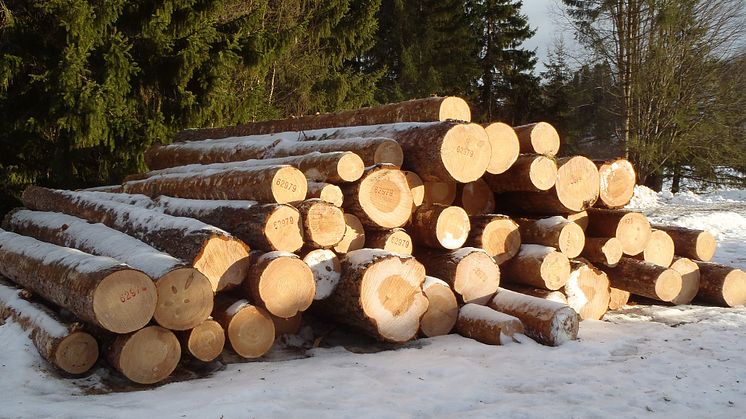 KSLA har valt in 23 nya ledamöter, varav 7 i Skogsavdelningen. Foto: Ylva Nordin.