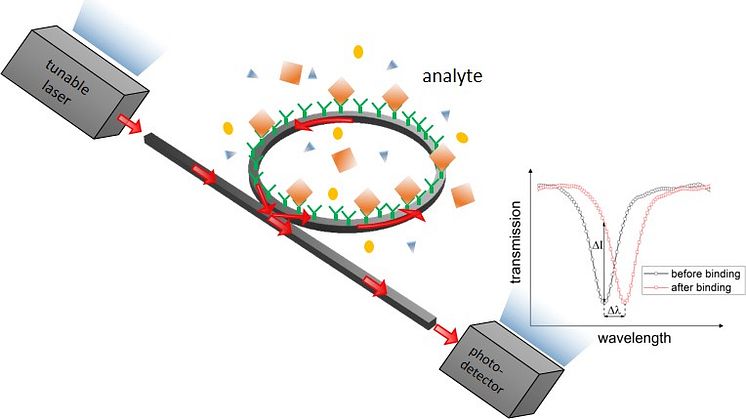 Optischer Biosensor: hochempfindlich und selektiv, schnell, klein und mobil -  diese und weitere Entwicklungen werden auf dem 2. EcoPhotonics Symposium vorgestellt. (Bild: TH Wildau)