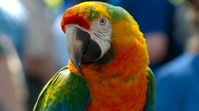 COMMENT: How the parrot got its chat (and its dance moves)