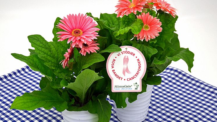 Dagens Rosa Produkt 24 oktober - en storblommig Gerbera från Mäster Grön