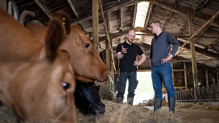 Landwirt Jan Geerken aus Bremen erklärt seinem Tagespraktikanten, was das Besondere an seinen Angusrindern ist. Foto: Timo Jaworr