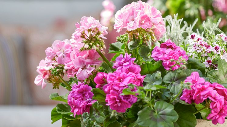 Pelargoner är lättskötta och tacksamma. Perfekt för lata sommardagar. Foto: Blomsterfrämjandet/Pelargonium for Europe