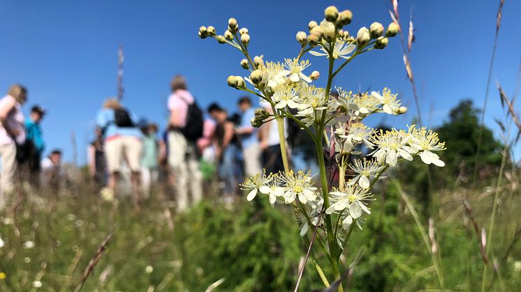 Deltagare på De vilda blommornasdagsvandring, brudbröd i förgrunden. Foto: Sara Beckman