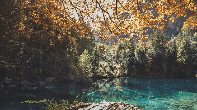 Berner Oberland: Blausee 