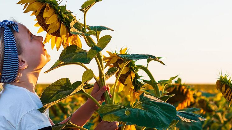 Nestlés färdplan för att nå netto noll klimatavtryck