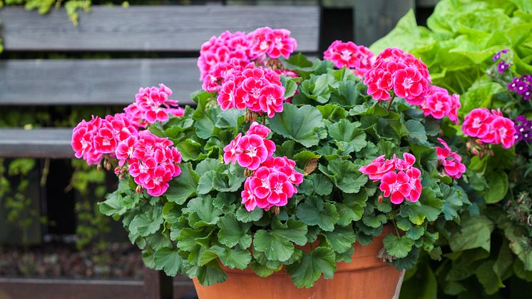 Pelargoner i kärlekens alla färger