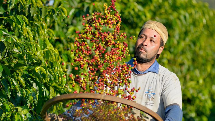 Odlare rensar bort löv från slördade kaffebär på kaffekopperativ i Brasilien. Foto: Didier Gentilhomme. 