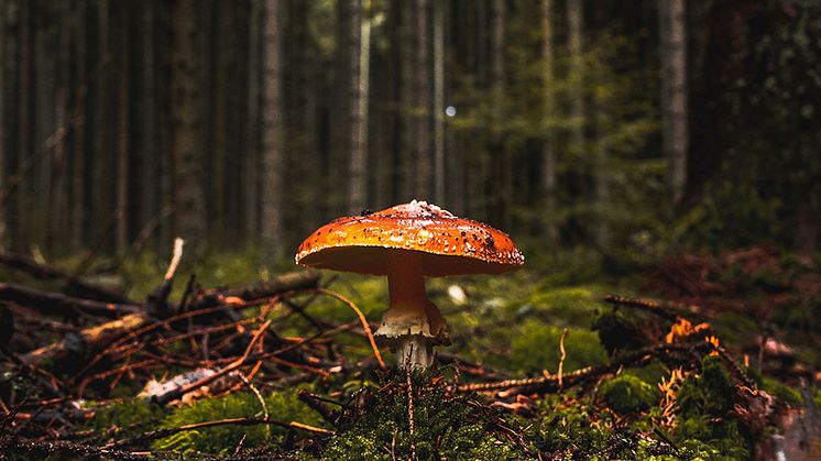 Gödsling främjar tillväxt, men förändrar samspelet mellan träden och deras mykorrhizasvampar. Foto: Dalibor Perina, Unsplash