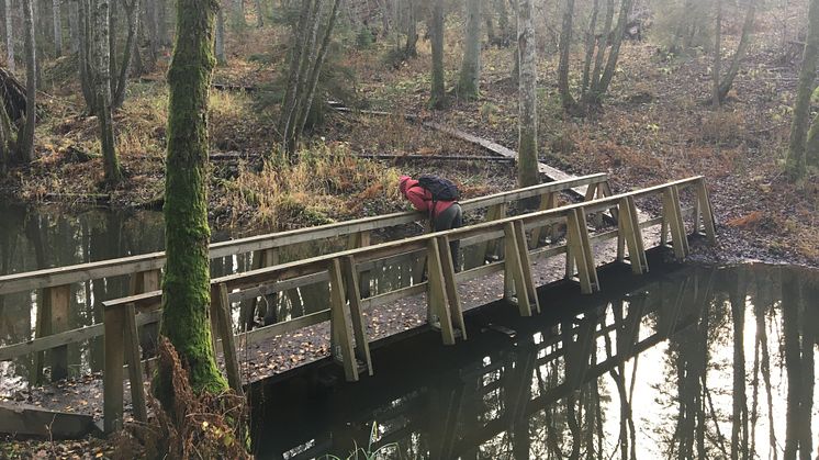 Naturreservatet Mariedalsån i Götene kommun.