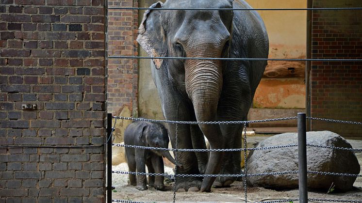 Zoo Leipzig - Elefantenkuh Pantha mit Kalb