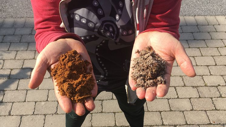 Head of research Anna Rosling with soil from Ivantjärnheden. In the reddish, relatively poor soil (left), Archaeorhizomyces secundus thrives, while in the more humus-rich soil (right), Archaeorhizomyces victor is dominant. Photo: Veera Tuovinen