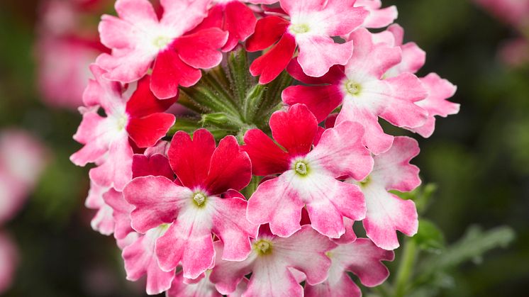 Färgsprakande nyhet – Verbena, Glandularia Lanai® Twister Red