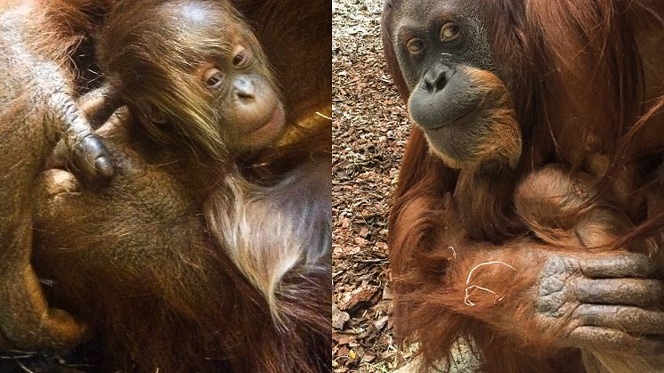 Sveriges första Sumatraorangutang har fötts i Furuvik: ”Oerhört glada”