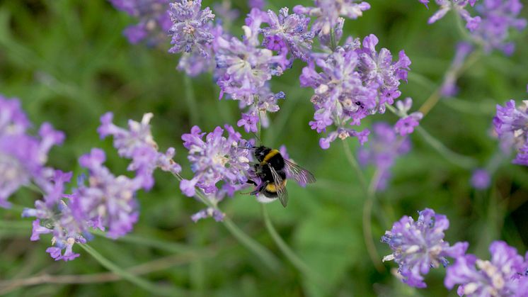 Experterna: Så kan vi stoppa utrotningen av insekter och stötta pollineringen