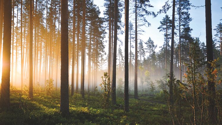 Snart inflyttning i Växjös grönaste kontor med närproducerad energi från Växjö Energi