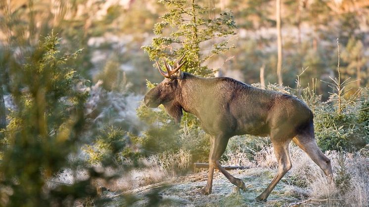 Älgjakten i södra Sverige pågår till och med den 31 januari 2024. Foto: Gert Olsson, Scandinav. 