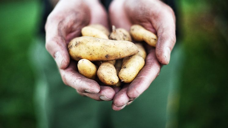 Färskpotatis 