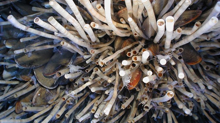 Musslor, skäggmaskar och kräftdjur vid en kall metankälla på över 1000 meters djup i Mexikanska golfen. Foto: NOAA, Public Domain