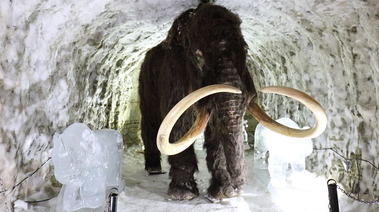 Det finns planer i Ryssland på att återuppliva mammuten för att mildra växthuseffekten. Modell av mammut i Yakutsk, Sibirien. Foto: Torill Kornfeldt