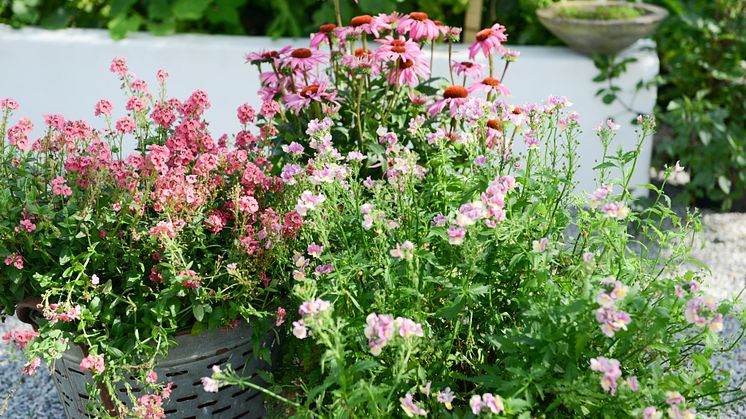 Rosa i krukorna till nästa år.  Foto: Blomsterfrämjandet