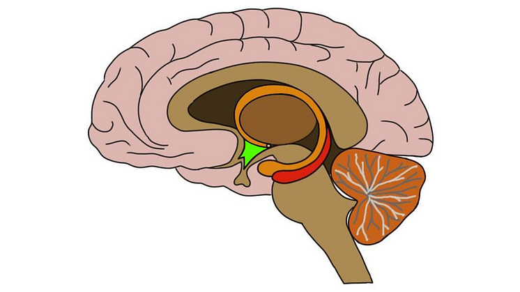 Hypotalamus grönmarkerad