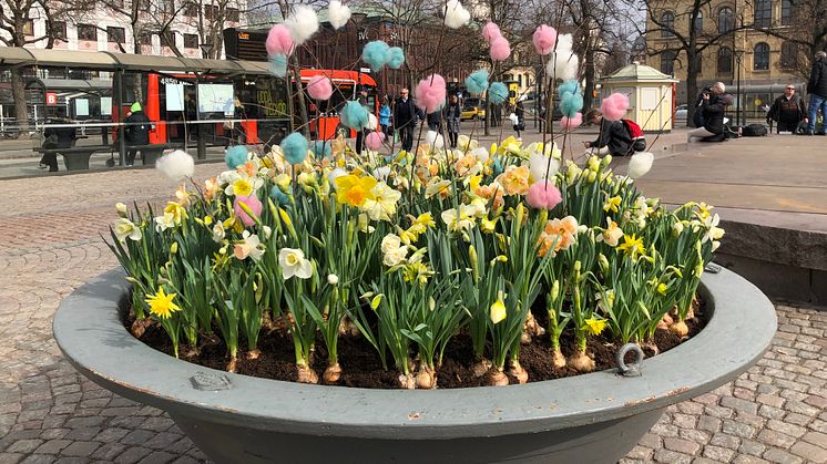 Påskplantering på Stora torget i Karlstad