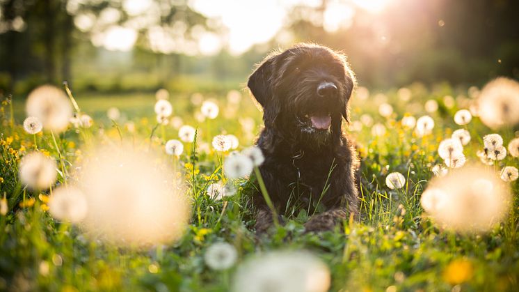 Här är tipsen för dig som vill svemestra med hund!