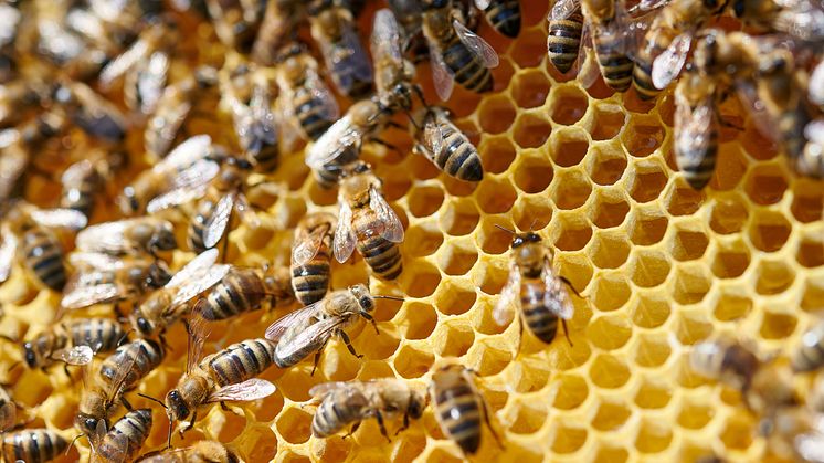 Konstanz: Beekeeper at a beehive in the Bioland apiary © DZT/Ben Wiesenfarth