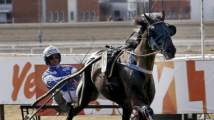 Dalarnas stolthet klar för Elitloppet