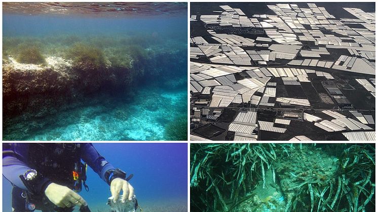 Höga koncentrationer av mikroplast har samlats i sjögräsbotten utanför spanska Almería vid Medelhavet där växthusodlingarna kallas ”the sea of plastic”. Forskarna studerar ackumulationen av mikroplast över tid. Foto: Miguel Ángel Mateo, Diego Moreno