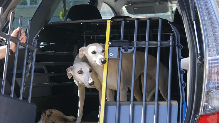 Bilsäkerhet för hundar - bur är bästa lösningen