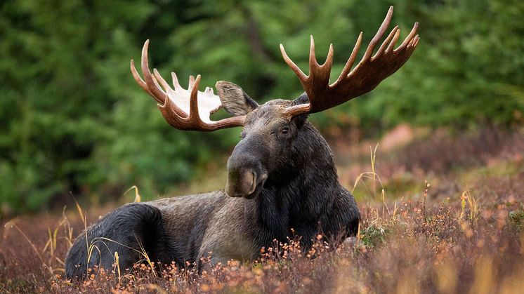 Myndigheterna tackar alla jägare, som bidragit till provtagningen. Tack vare deras insats har tillräckligt med prover skickats in och den utökade övervakningen på älg kan avslutas. Foto: Pixabay