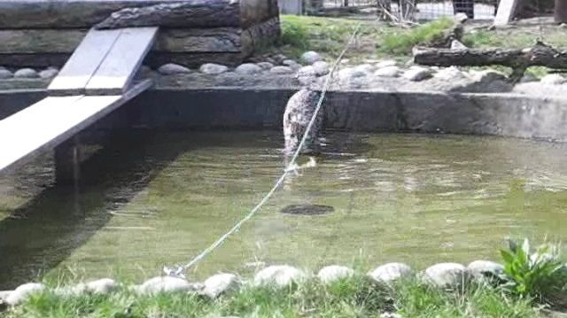 Parken Zoos nya katt fiskar