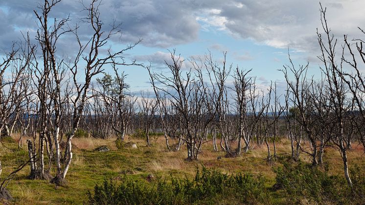 Arealen skadad fjällbjörk i norra Skandinavien har ökat de senaste årtiondena. Foto: Jakob Iglhaut