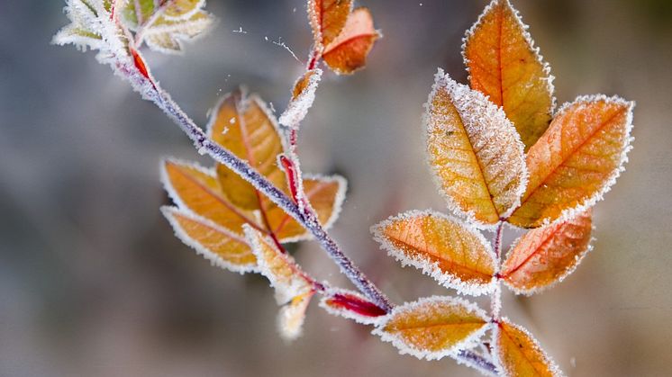 Region Dalarna i topp när det gäller låg energianvändning