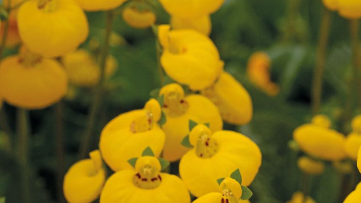 Nytt och kul 2013 - Toffelblomma, Calceolaria ’Calynopsis’