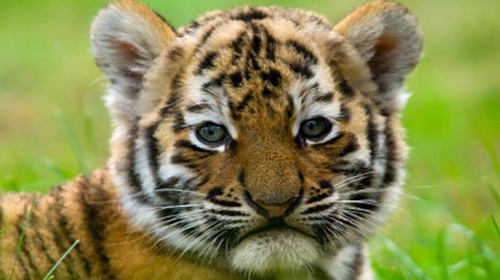 I dag finnes det trolig færre enn 1 000 slike tigere igjen i verden. FOTO: ZSL 