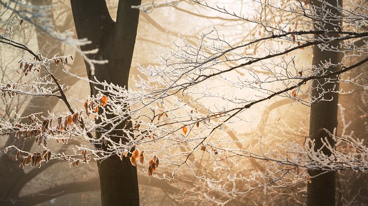 Tidig vinter höjer elpriset