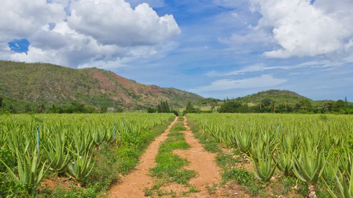 Überlebt das trockene Wüstenklima nur dank ihrer ausgezeichneten Fähigkeit, Wasser zu speichern: die Wüstenlilie, oder auch Aloe vera. Bild: skynet | fotolia