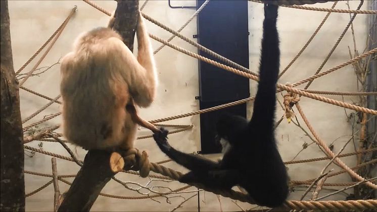 Vitkindad gibbonunge född i Parken Zoo