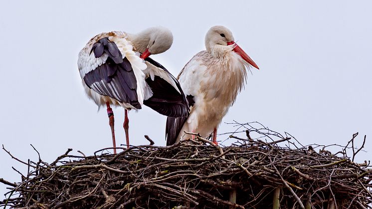 Storkparet har nu återvänt till sitt bo på ladugårdstaket i Skånes Djurpark.