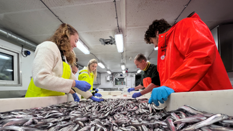 An abundant catch of capelin south of the Polar Front (Photo: Malin Daase)