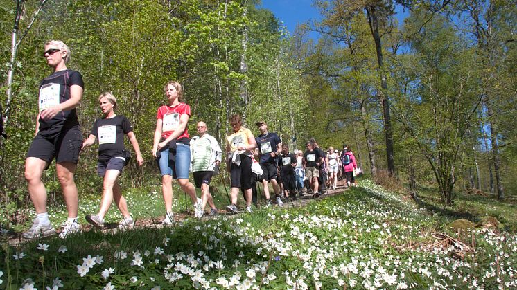 Stort internationellt intresse för Linnémarschen 2017