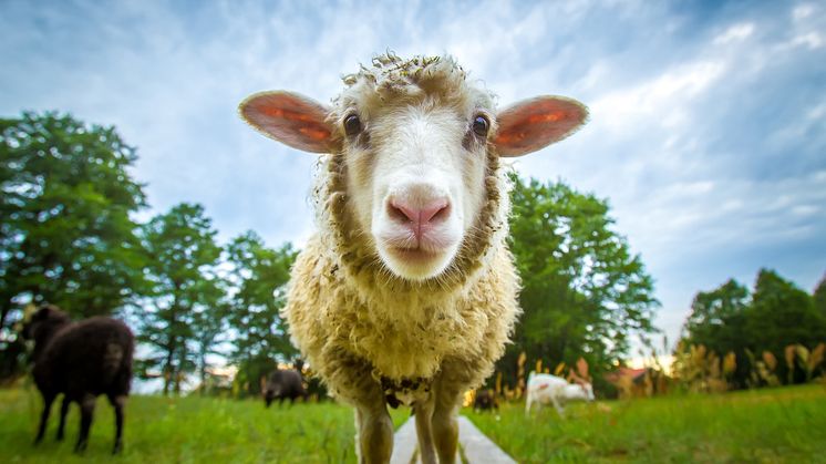 Kommunen söker får att beta på Henstad, Södra Kroppkärr och i Nyed. (Bild från Shutterstock.)