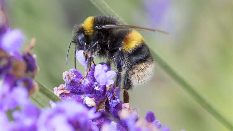 Dr Mark Goddard believes the importance of gardens for protecting wildlife and connecting people to nature is too often overlooked. Photo by Ellen Moran, Getty Images.